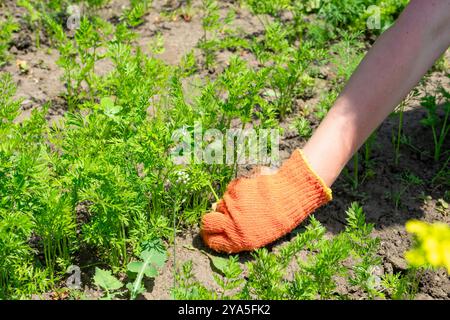 Una donna tira fuori erbacce tra i giovani colpi di carota. Foto Stock