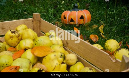 Una cassa di quinces appena raccolti, zucche, foglie. Zucca di Halloween. Foto Stock