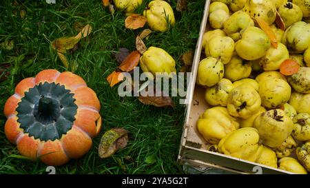 Una cassa di quinces appena raccolti, zucche, foglie. Zucca di Halloween. Foto Stock