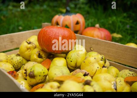 Una cassa di quinces appena raccolti, zucche, foglie. Zucca di Halloween. Foto Stock