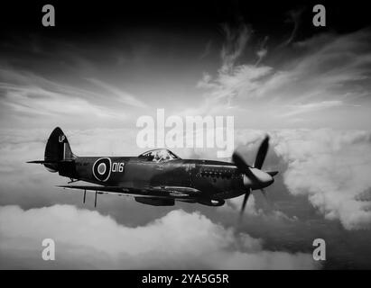 Un Supermarine Seafire, la versione navale del caccia Supermarine Spitfire adattato per le operazioni da portaerei. Il primo Seafire operativamente praticabile, l'F Mk. La III variante divenne disponibile nel 1942, il che portò ad un uso diffuso con il Fleet Air Arm. Ha visto il combattimento per la prima volta nel novembre 1942 durante l'operazione Torch, gli sbarchi alleati in Nord Africa, poi ha fornito copertura aerea per l'invasione alleata della Sicilia e dell'Italia. Durante il 1944, un gran numero di uomini forniva supporto aereo alle forze di terra durante gli sbarchi in Normandia, per poi unirsi alla flotta britannica del Pacifico. Foto Stock