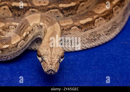 Boa Constrictor Snake su sfondo blu - animali esotici Foto Stock
