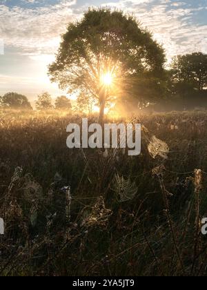 Questa è l'alba nel Lake District al castello di Wray. Retroilluminato dal sole con ragnatele Foto Stock
