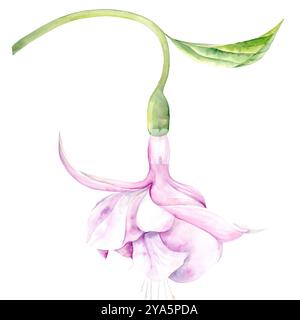 Illustrazione ad acquerello di fiori fucsia su sfondo bianco. Disegnato a mano. Adatto per design e tessuti Foto Stock