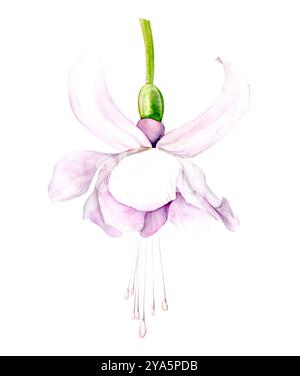 Illustrazione ad acquerello di fiori fucsia su sfondo bianco. Disegnato a mano. Adatto per design e tessuti. Foto Stock