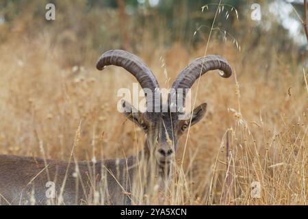 Stambecco iberico nel Parco naturale della Sierra de Andujar, Jaen, Andalusia, Spagna Foto Stock