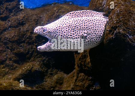 un'anguilla gigante nella sua tana Foto Stock