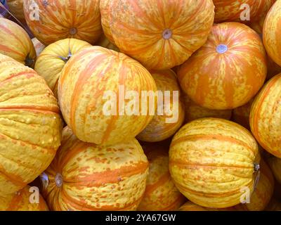 Sfondo multiplo di zucche colorate e di colore arancio e bianco maturo . Le zucche raggruppate in un contenitore a telaio pieno Foto Stock