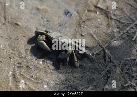 Granchio di mare sulla spiaggia Foto Stock