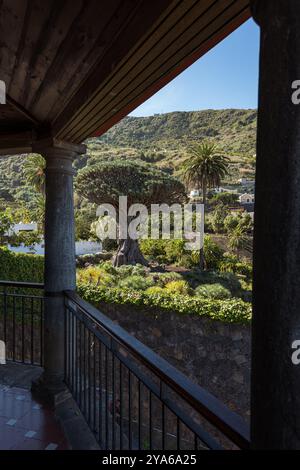 Millenial Dragon Tree, Icod de los Vinos, Tenerife, Isole Canarie, Spagna, Europa Foto Stock