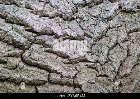 Primo piano sulla corteccia di un vecchio albero Foto Stock