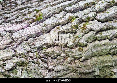 Primo piano sulla corteccia di un vecchio albero Foto Stock