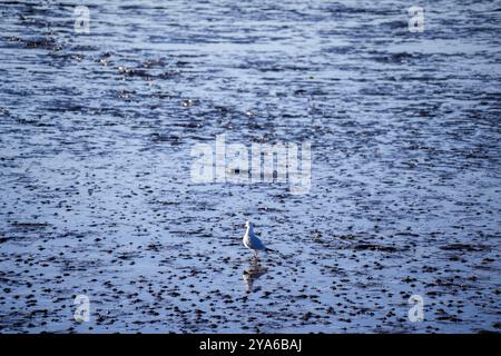 Norddeich, Frisia orientale, Germania. Gabbiano nelle distese fangose durante la bassa marea nel mare del nord. 4 ottobre 2024 Foto Stock