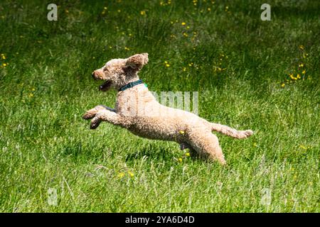 Cane che gioca in un campo erboso Foto Stock