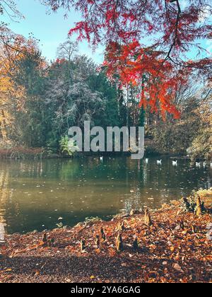 Una vibrante scena autunnale sul lago di Monza, Italia, caratterizzata da ricche foglie rosse e dorate che si riflettono sull'acqua, con cigni che nuotano pacificamente nel lago Foto Stock