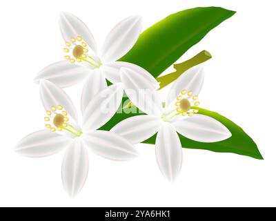 Sfondo floreale con fiori di limone. Illustrazione Vettoriale