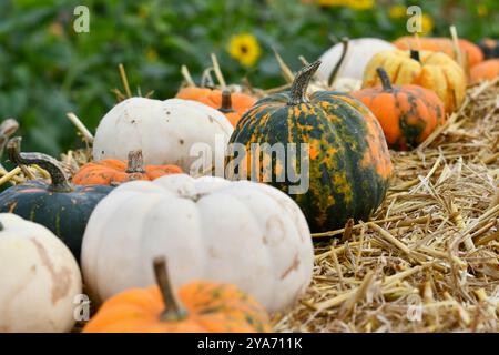 patch per zucca uk Foto Stock