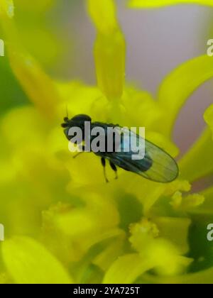 Mosche fritte (Chloropidae) Insecta Foto Stock