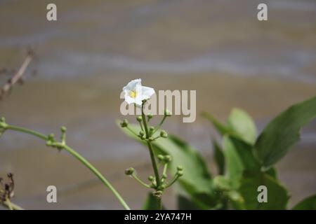 Piano della testa di scopa strisciante (Echinodorus cordifolius) Foto Stock