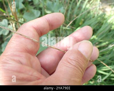 Ryegrass perenne (Lolium perenne) Plantae Foto Stock