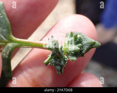 Babington's Orache (Atriplex glabriuscula) Plantae Foto Stock