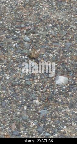 Pickerel Frog (Lithobates palustris) Amphibia Foto Stock