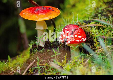 Primo piano di due funghi muscolari Amanita con cappellini rossi in una foresta in autunno Foto Stock