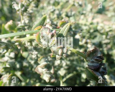 Babington's Orache (Atriplex glabriuscula) Plantae Foto Stock