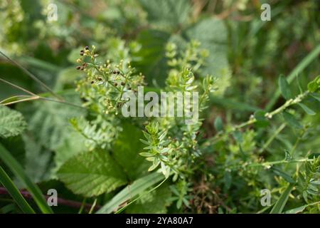 Hedge Bedstraw (Galium mollugo) Plantae Foto Stock