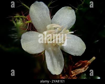 La maledizione di Koster (Miconia crenata) Plantae Foto Stock