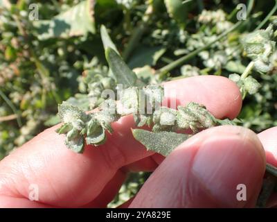 Babington's Orache (Atriplex glabriuscula) Plantae Foto Stock