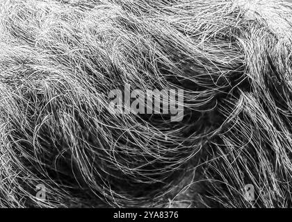 Capelli grigi e neri: Prospettiva ravvicinata di un uomo adulto Foto Stock