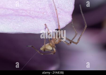 Ragno agrario (Cheiracanthium inclusum) Arachnida Foto Stock