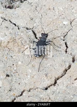 Twelve-spotted Tiger Beetle (Cicindela duodecimguttata) Insecta Foto Stock