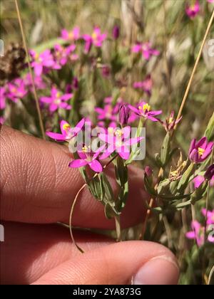Centaury (Centaurium tenuiflorum) Plantae Foto Stock