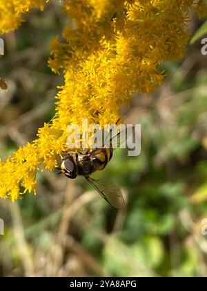 (Didea fasciata) Insecta Foto Stock