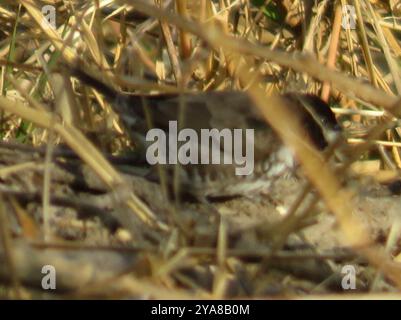 Bronze Mannikin (Spermestes cucucullata) Aves Foto Stock
