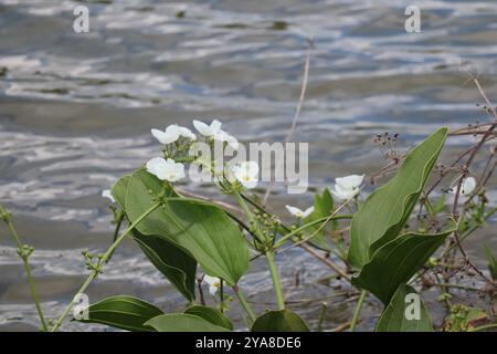 Piano della testa di scopa strisciante (Echinodorus cordifolius) Foto Stock