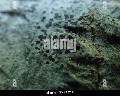 Asterisk Lichen (Arthonia radiata) funghi Foto Stock