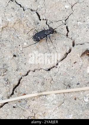 Twelve-spotted Tiger Beetle (Cicindela duodecimguttata) Insecta Foto Stock