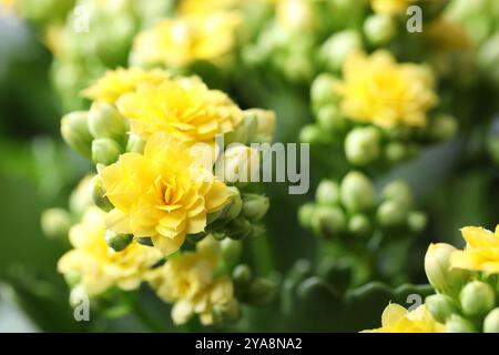 Bellissimi fiori gialli di calanchi come sfondo, primo piano Foto Stock