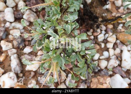 Candela Bushman (Monsonia crassicaulis) Plantae Foto Stock