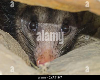 Opossum meridionale (Didelphis marsupialis) Mammalia Foto Stock