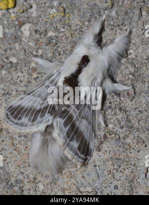 Large Tolype Moth (Tolype velleda) Insecta Foto Stock