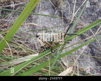 Grasshoppers (Pyrgomorphidae) Insecta Foto Stock