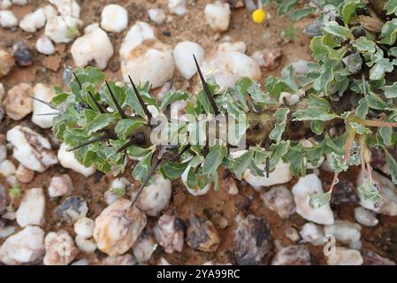 Candela Bushman (Monsonia crassicaulis) Plantae Foto Stock