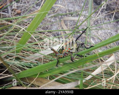 Grasshoppers (Pyrgomorphidae) Insecta Foto Stock