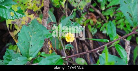 Iuta cubana (Sida rhombifolia) Plantae Foto Stock