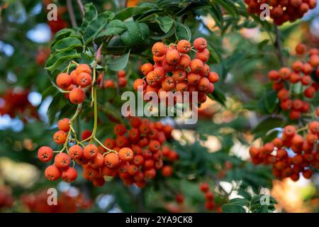 Primo piano di vivaci bacche rosse di rowan appese al ramo di un albero in una giornata di sole. Concetto di raccolta stagionale e abbondanza di frutta autunnale Foto Stock