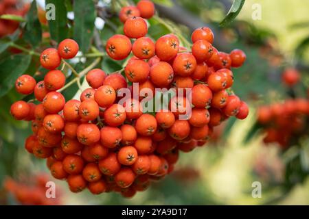 Primo piano di vivaci bacche rosse di rowan appese al ramo di un albero in una giornata di sole. Concetto di raccolta stagionale e abbondanza di frutta autunnale Foto Stock